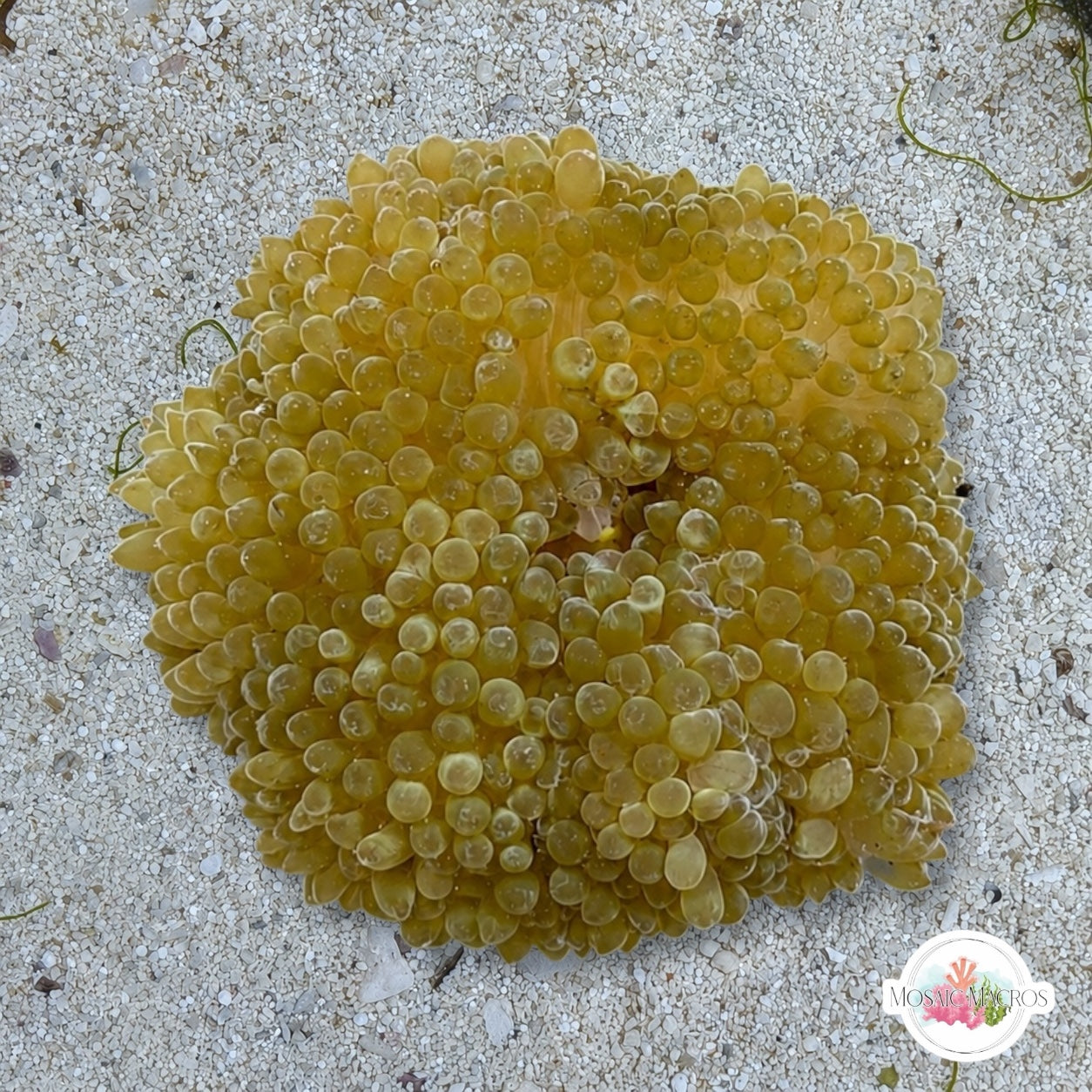 Caribbean Sun Anemone | Stichodactyla helianthu