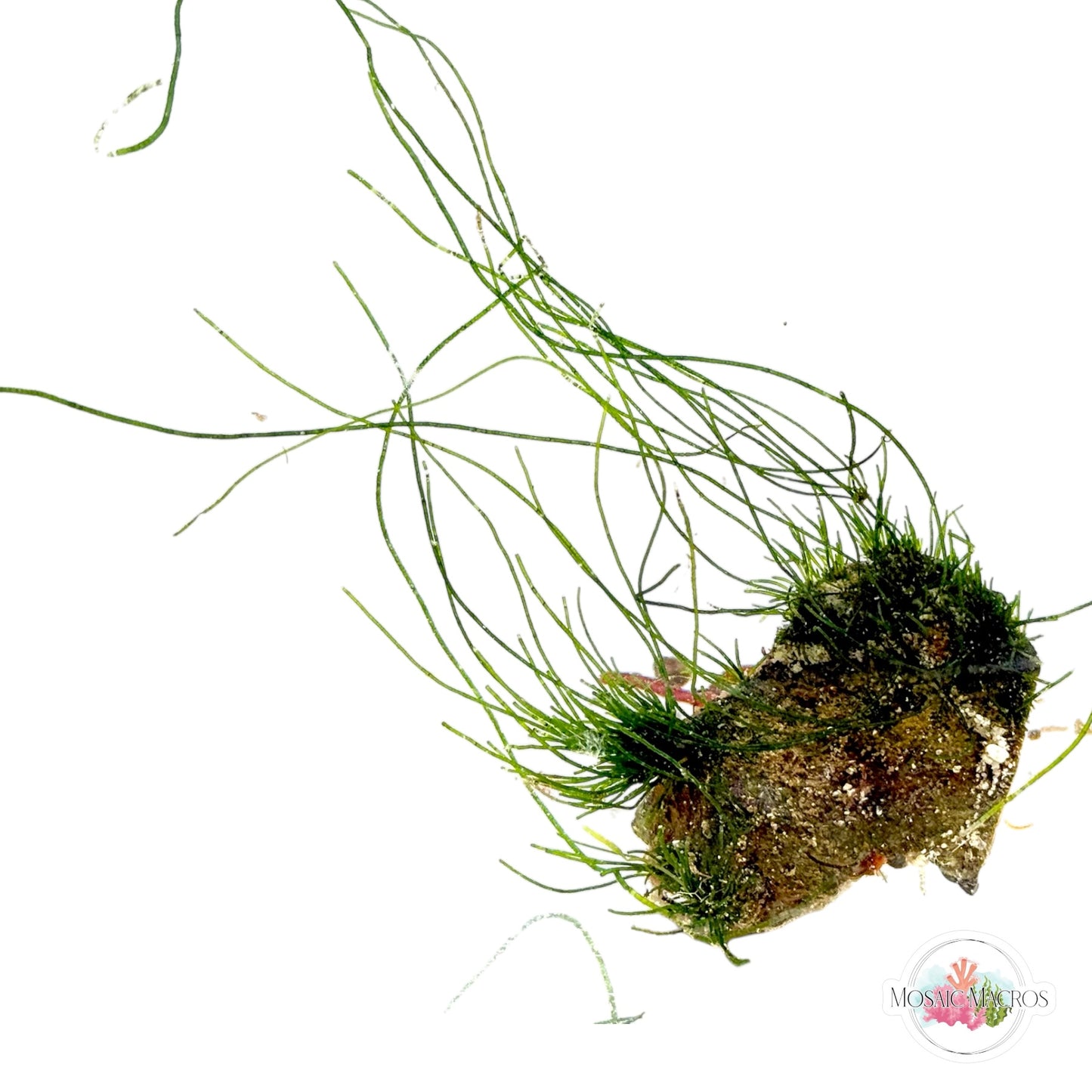 WYSWYG Seagrass Chaeto