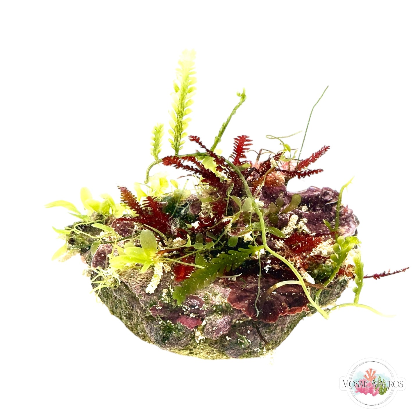WYSWYG Caulerpa, Red Fern, & Plating Coralline