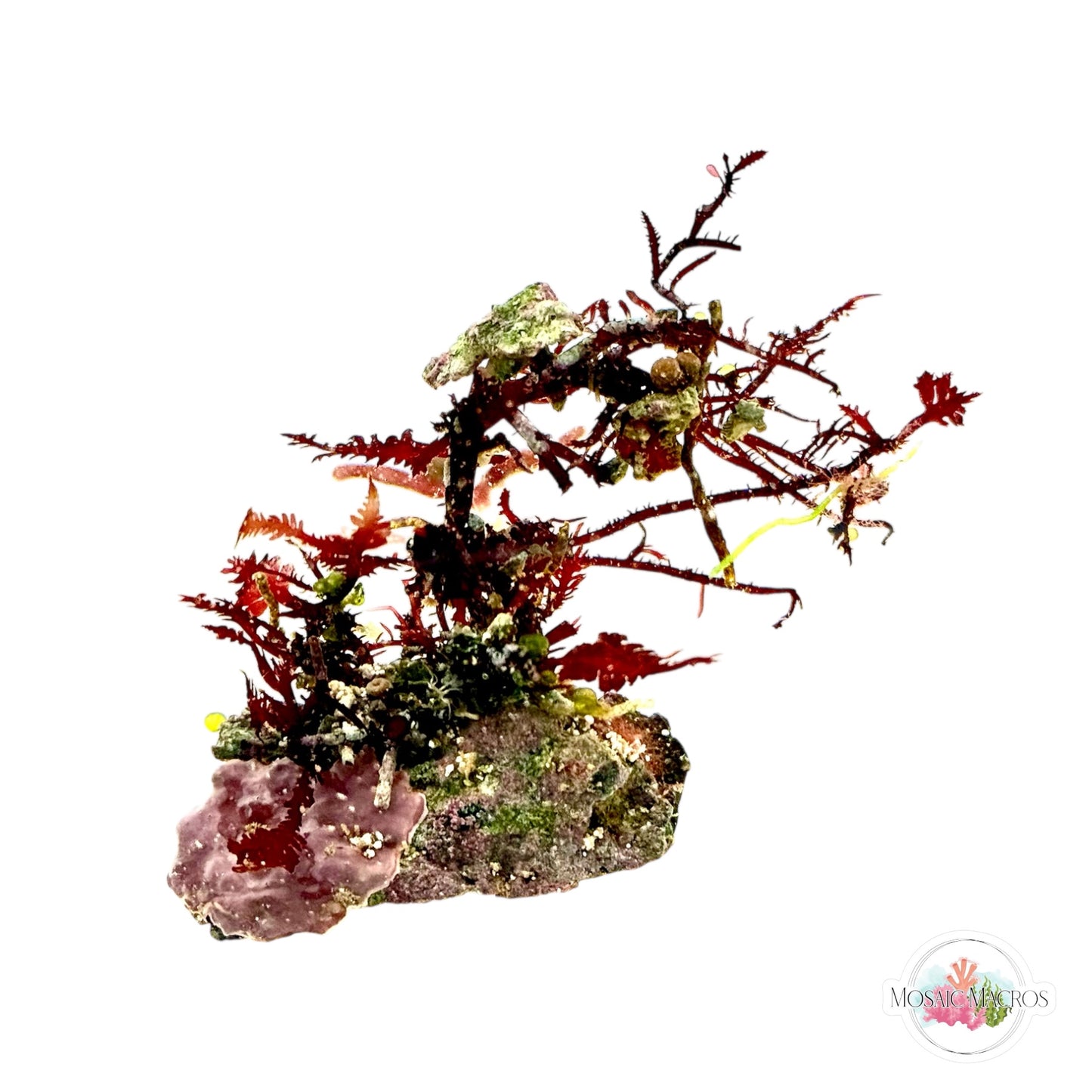 WYSWYG NANO Red Fern