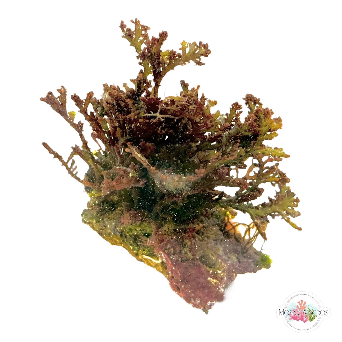 WYSWYG Purple Laurencia