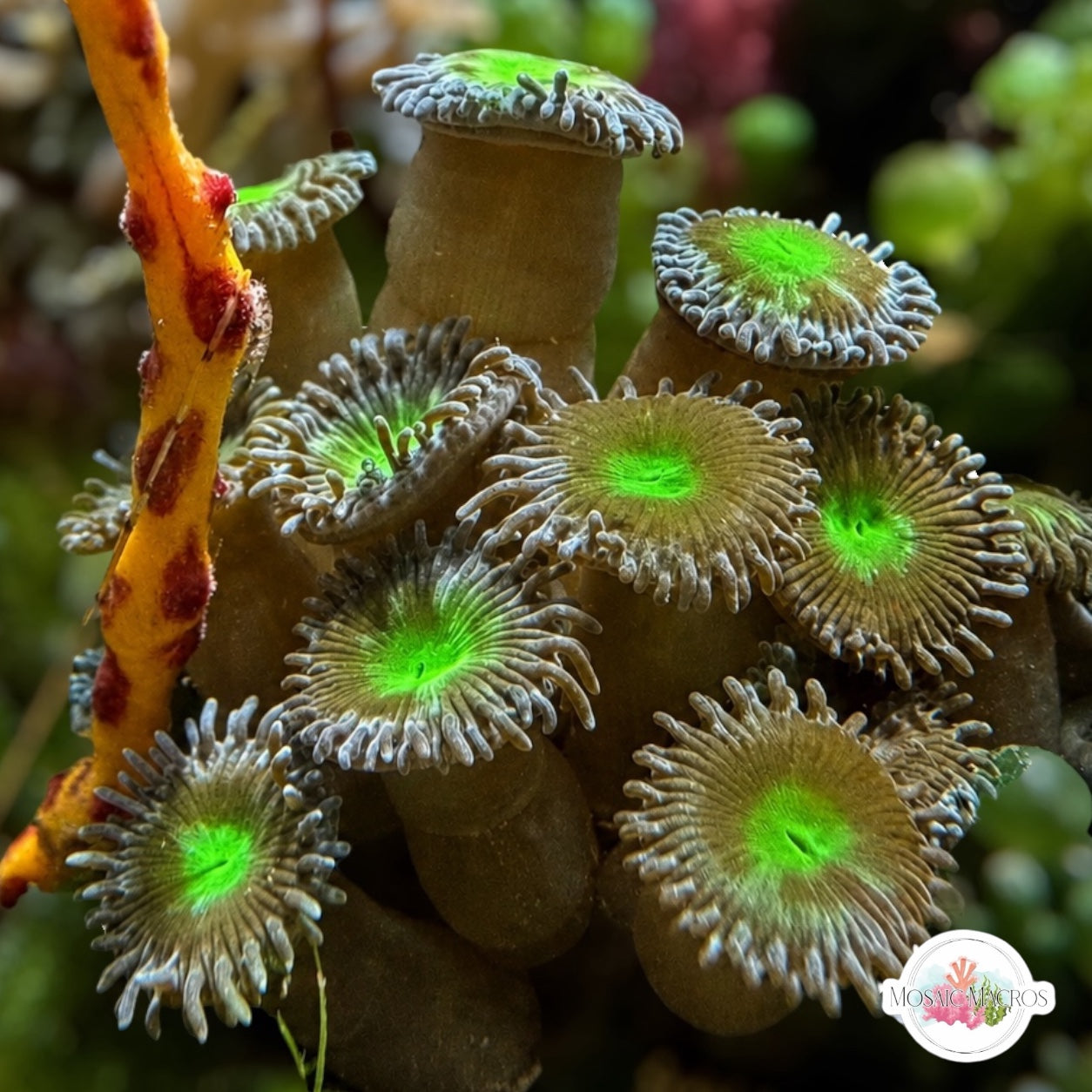 Key Lime Pie Zoanthids | Zoanthidea sp.