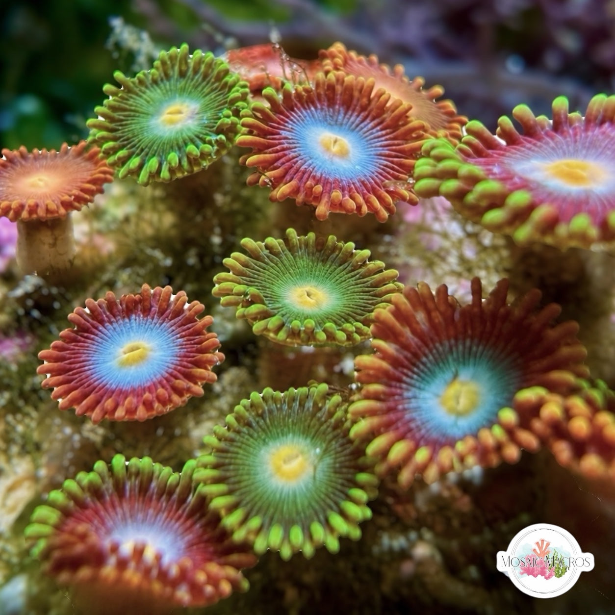 Assorted Rainbow Zoanthids | Zoanthidea sp.