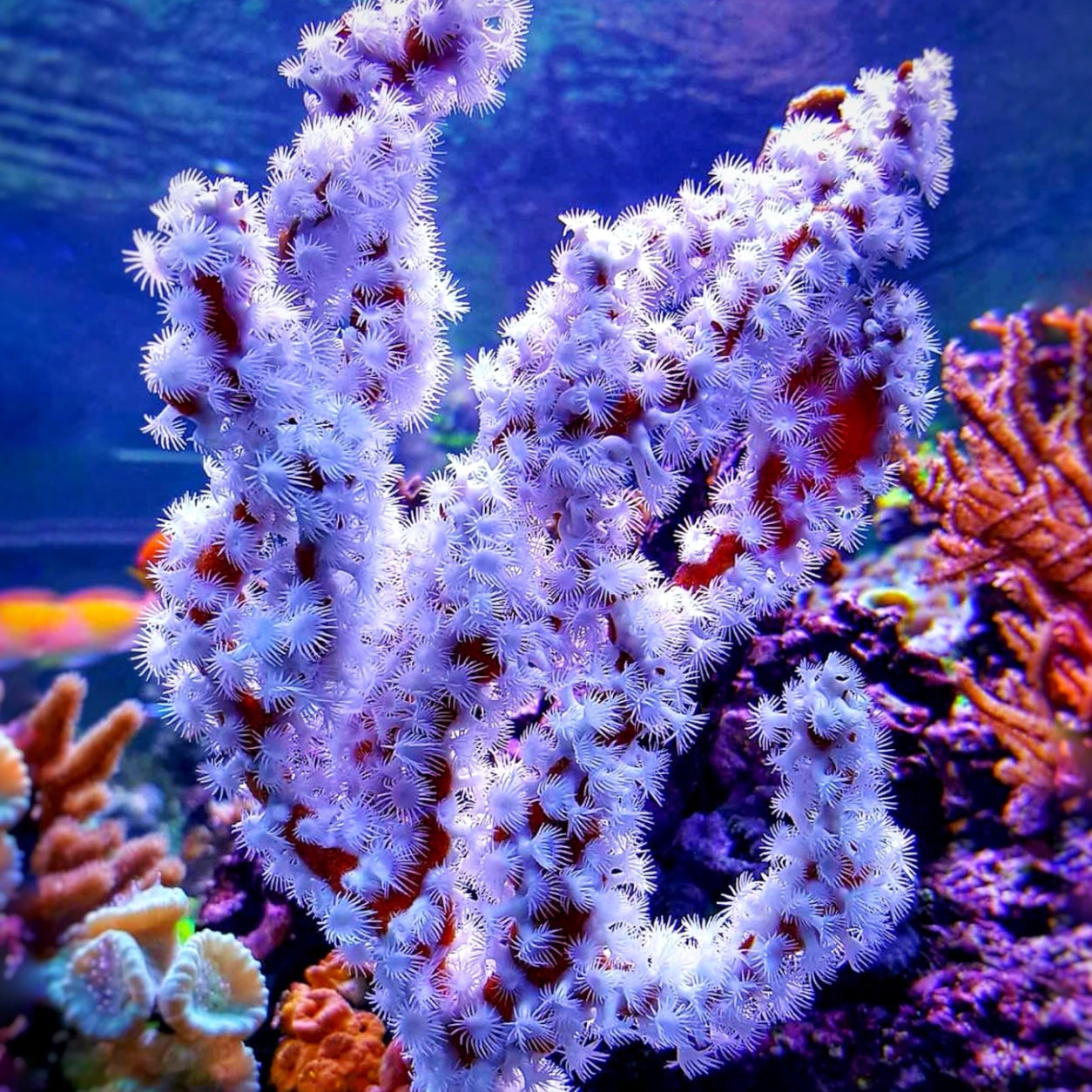 Australian Spider Sponge | Trikentrion flabelliforme