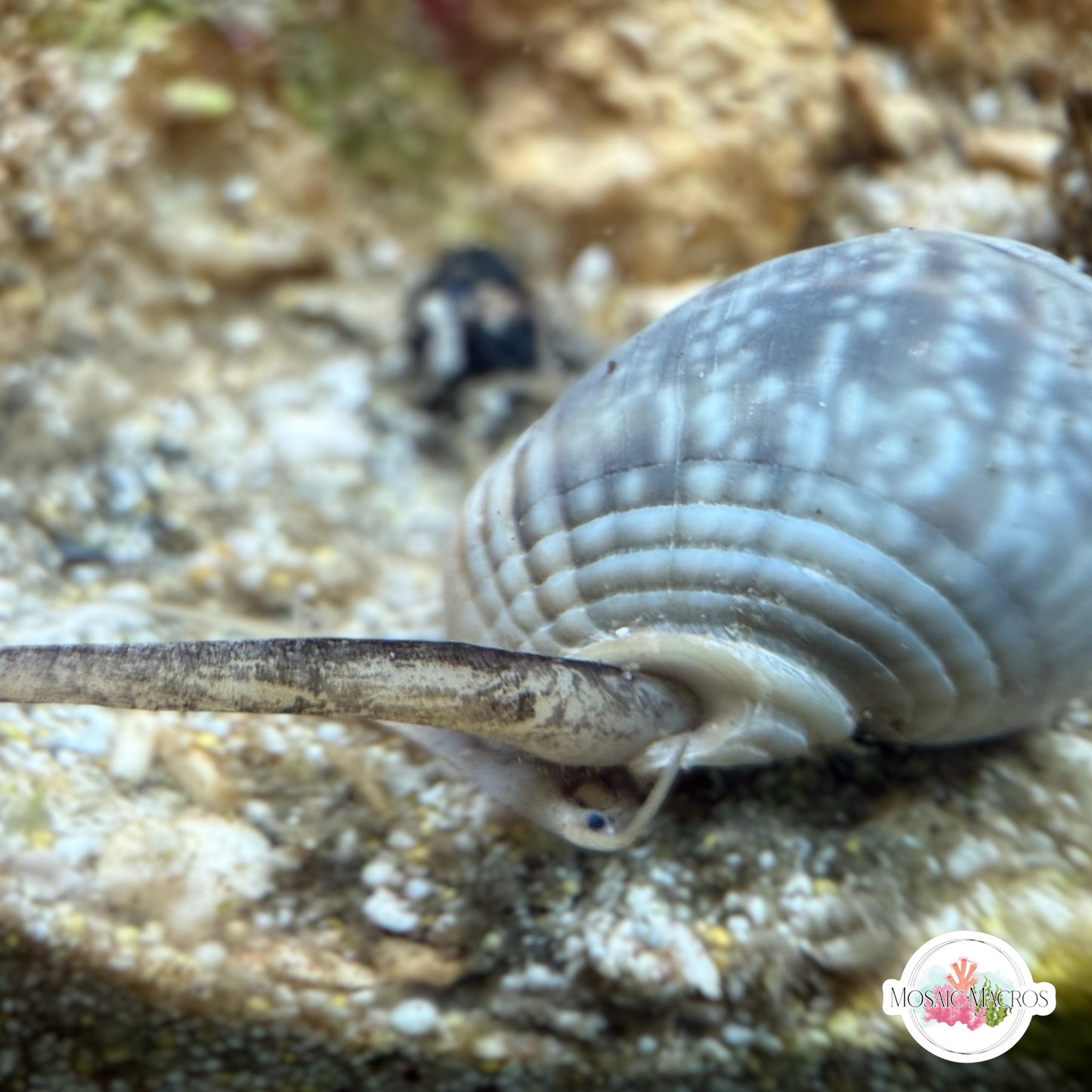 Nassarius Snail | Nassarius sp.