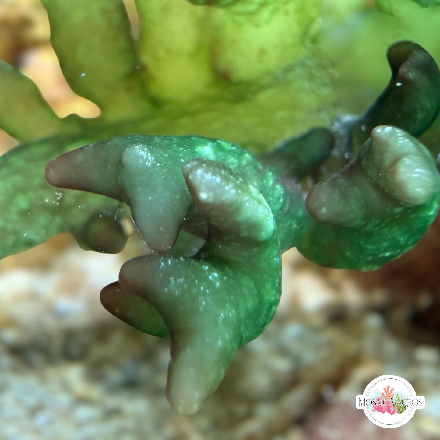 Red & Green Rainbow Finger Macroalgae | Unknown sp