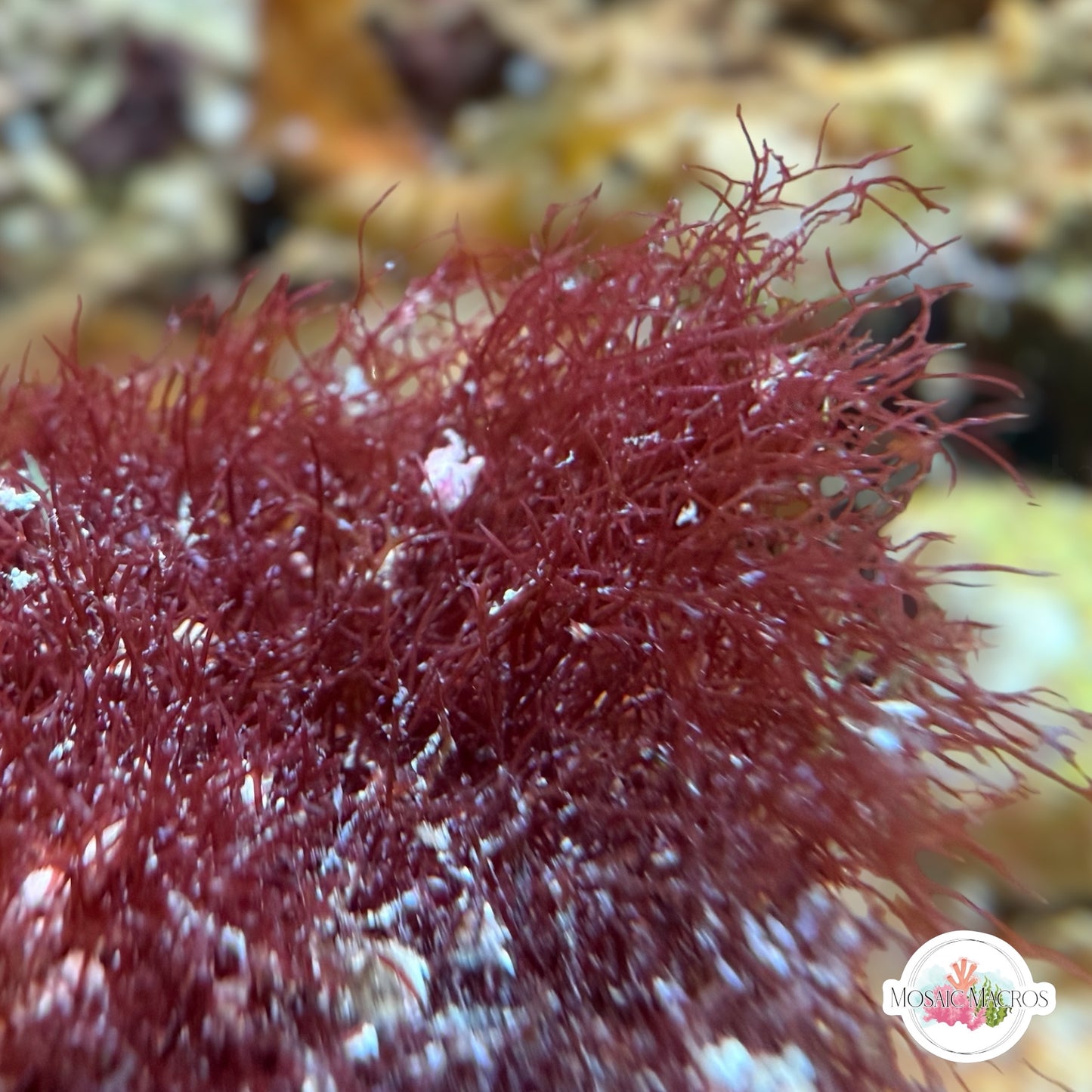 Red Turf Macroalgae | Unknown sp.