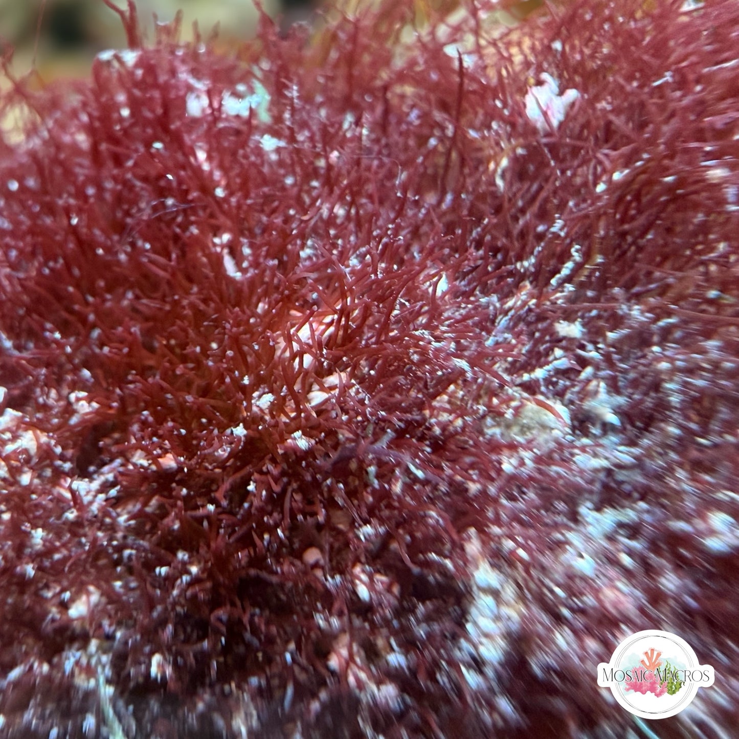 Crimson Turf Macroalgae | Unknown sp.