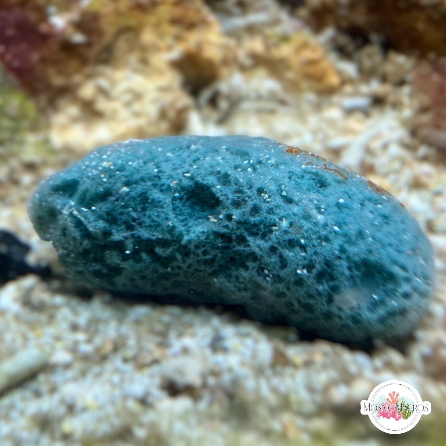 Mini Blue Sponge | Unknown sp.