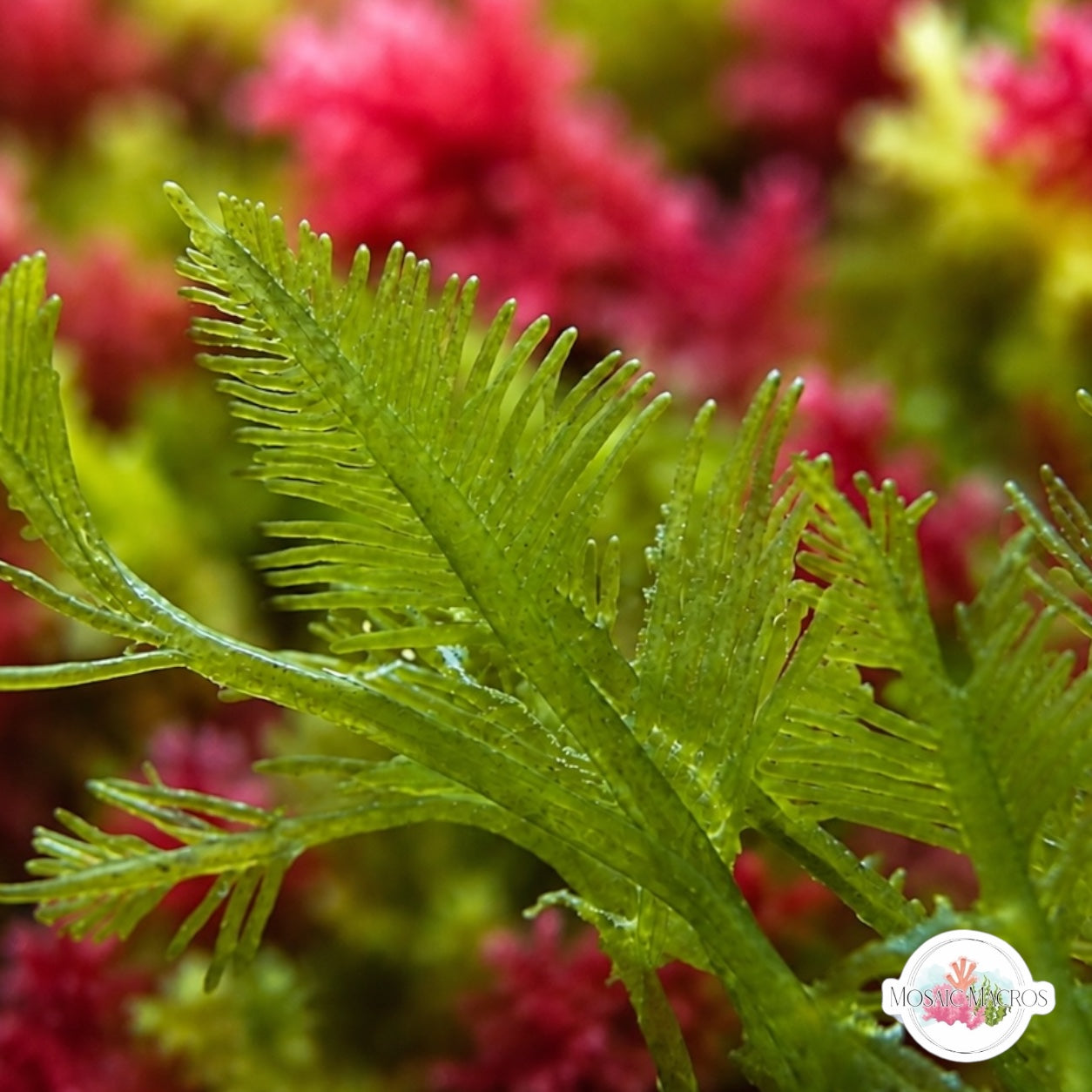Hen Pen Macroalgae | Bryopsis plumosa