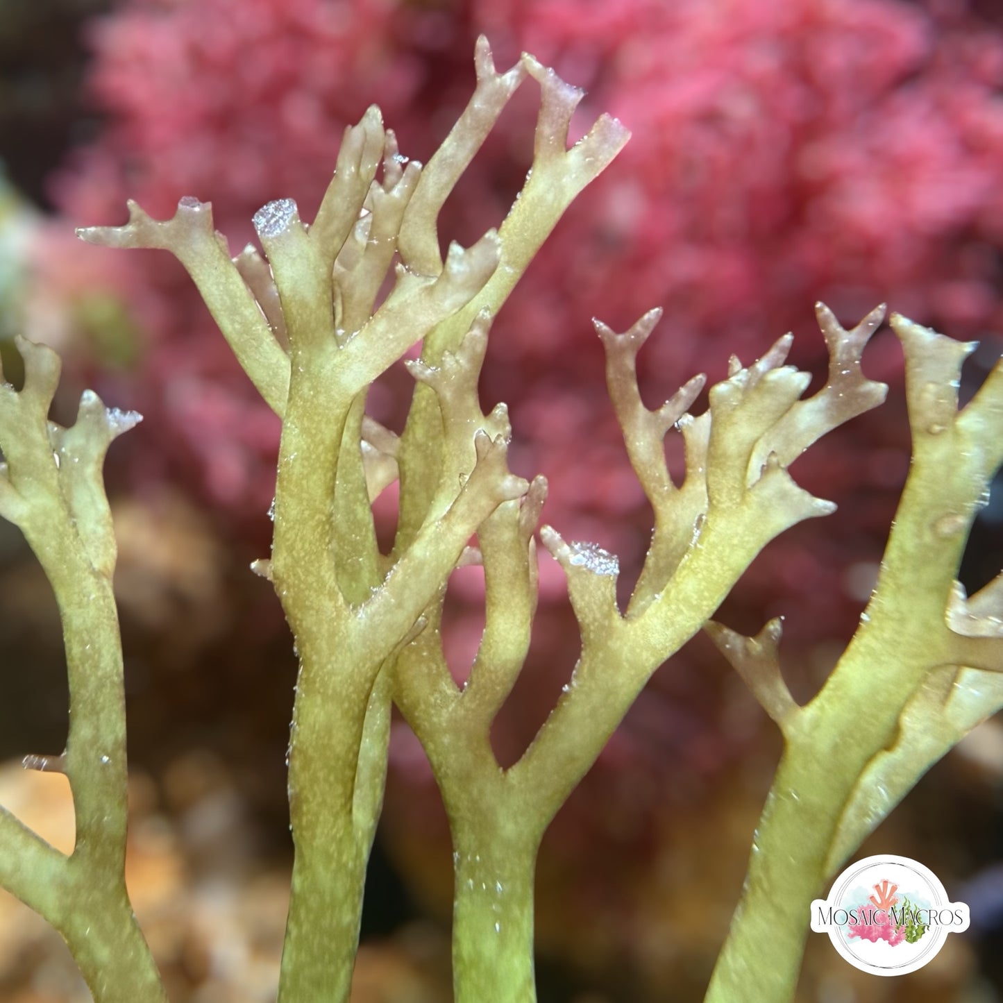 Green Ivy Macroalgae | Gracilaria sp