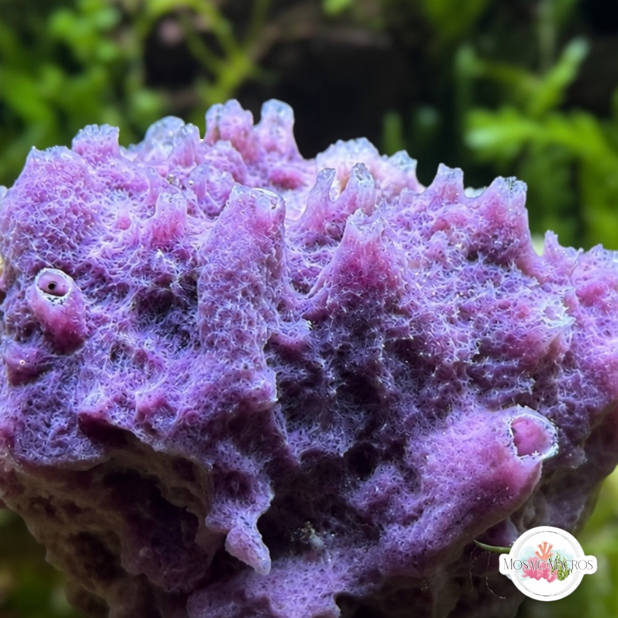 Blazing Blue Sponge | Unknown sp.