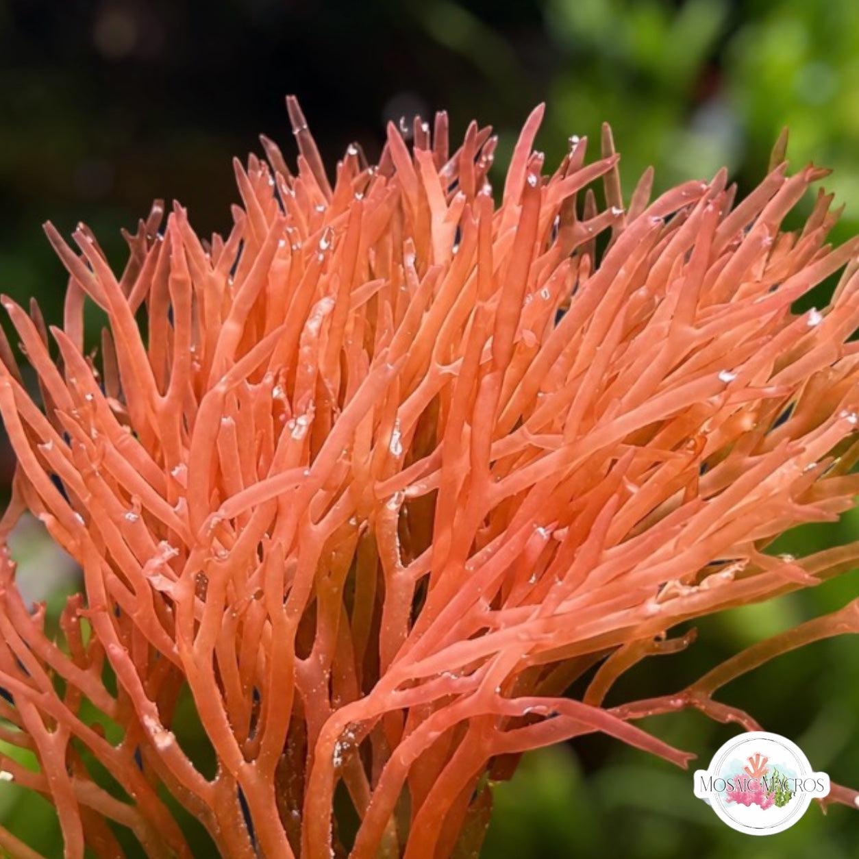Thin Nemastoma Macroalgae | Nemastoma sp.