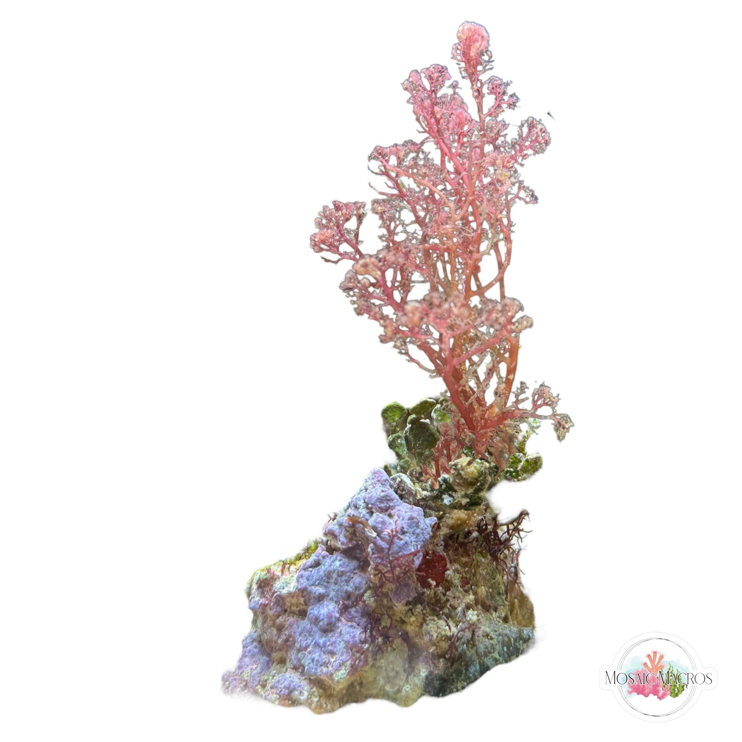 WYSWYG Halimeda & Flamingo Feather