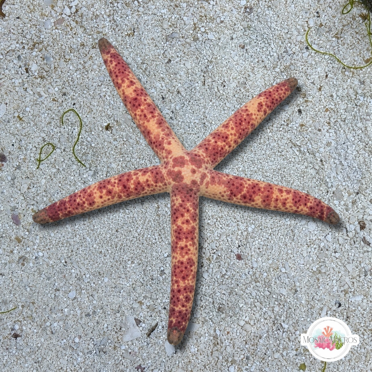 Dalmatian Linckia Starfish | Linckia multiflora