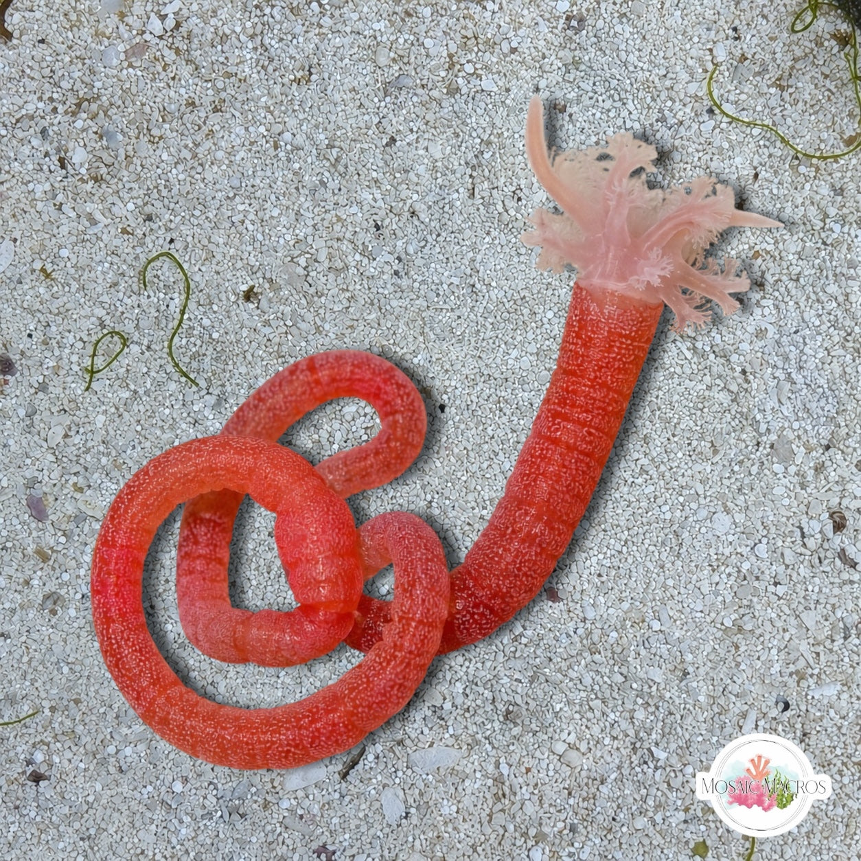 Red Medusa Sea Cucumber | Synapta maculata