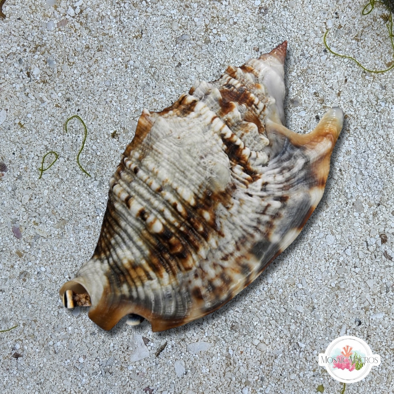 Diana Ear Conch Snail | Euprotomus aurisdianae