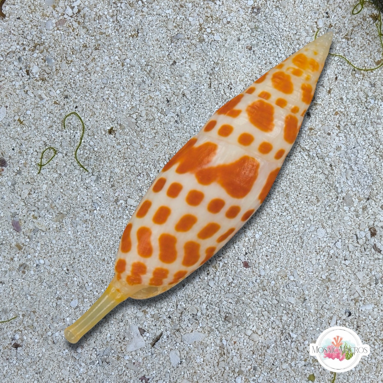 Episcopal Mitre Snail (Worm Predator) | Mitra mitra