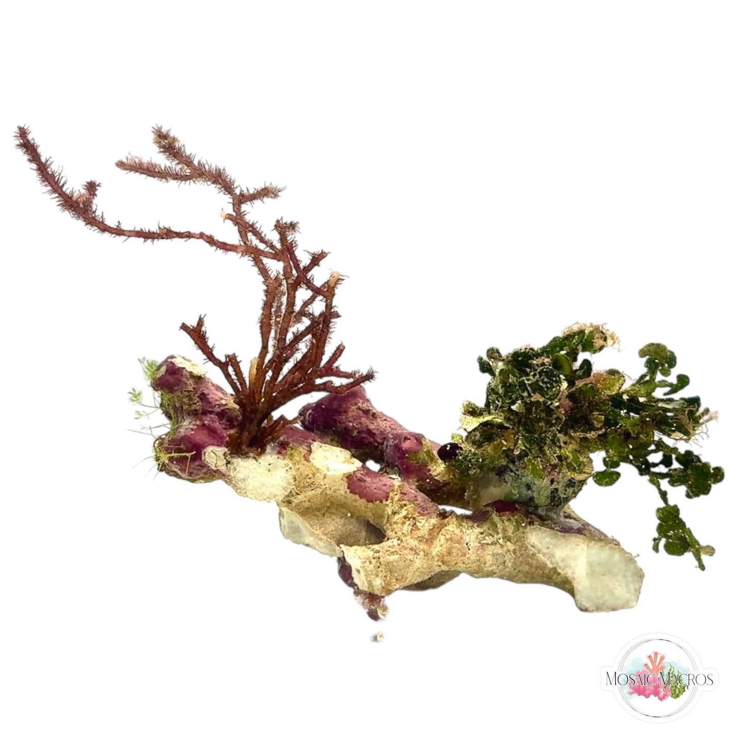 WYSWYG Fuzzy Antler, Carpeting Halimeda, & Fuzzy Caulerpa