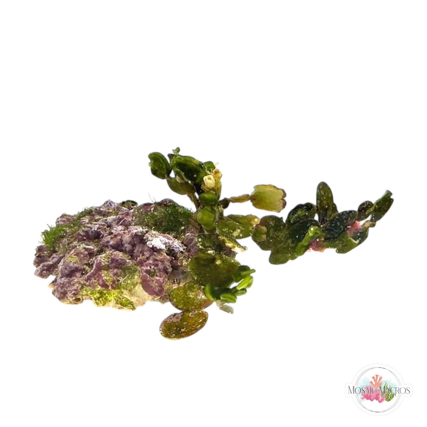 WYSWYG Coin Halimeda