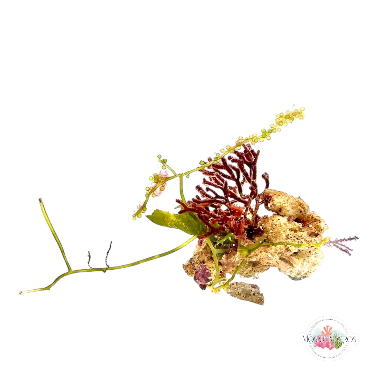 WYSWYG Bramble Galaxaura & Caulerpa