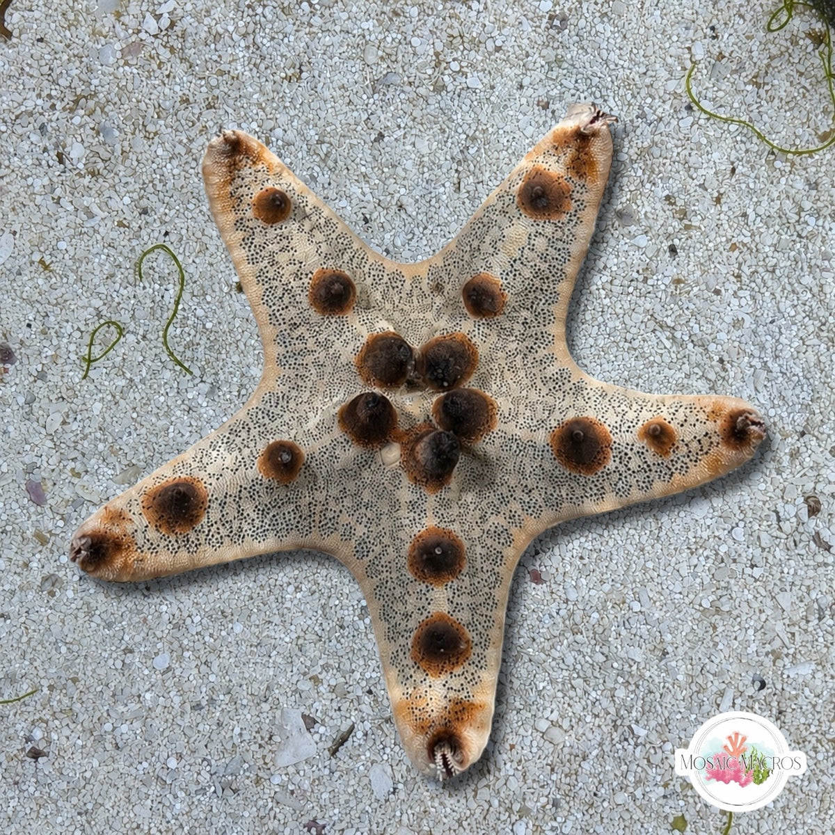Chocolate Chip Starfish | Protoreaster nodosus