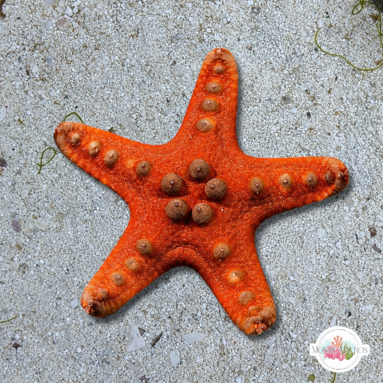 Orange Chocolate Chip Starfish | Protoreaster nodosus var. Orange