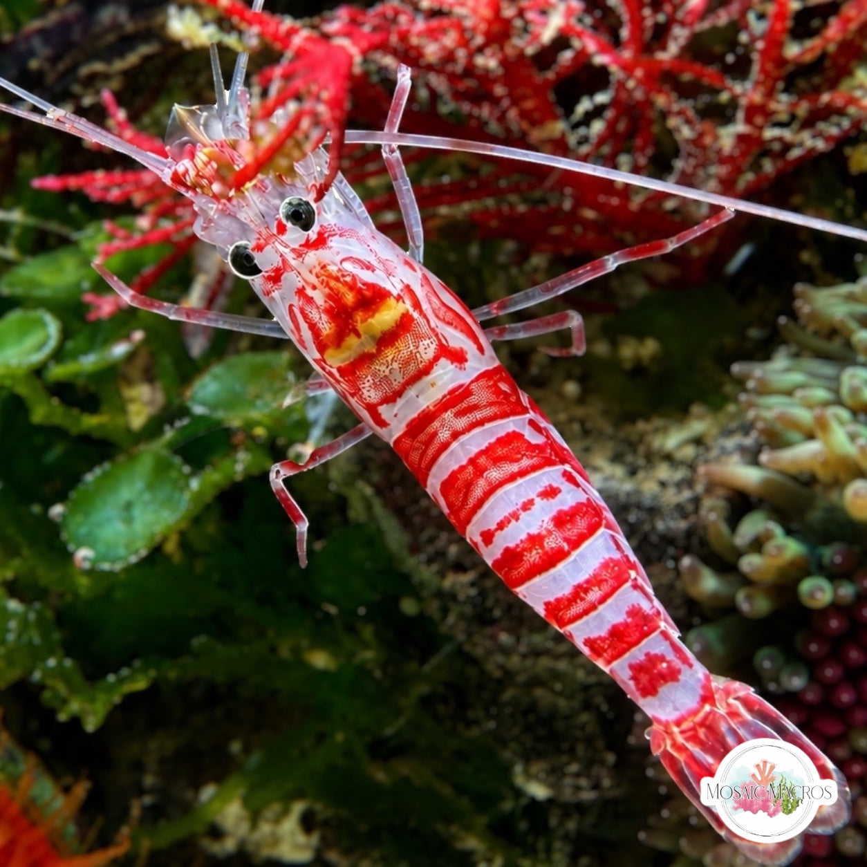 Striped Cleaner Shrimp | Lysmata kuekenthali
