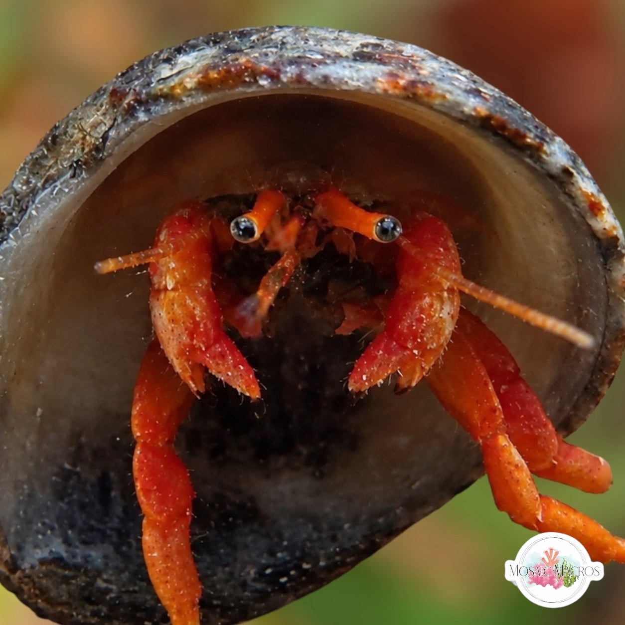 Dwarf Red Hermit Crab | Clibanarius rutilus