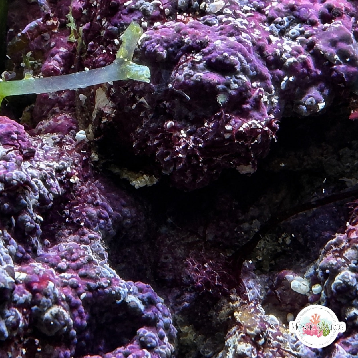 Encrusting Coralline Macroalgae | Corallina sp.