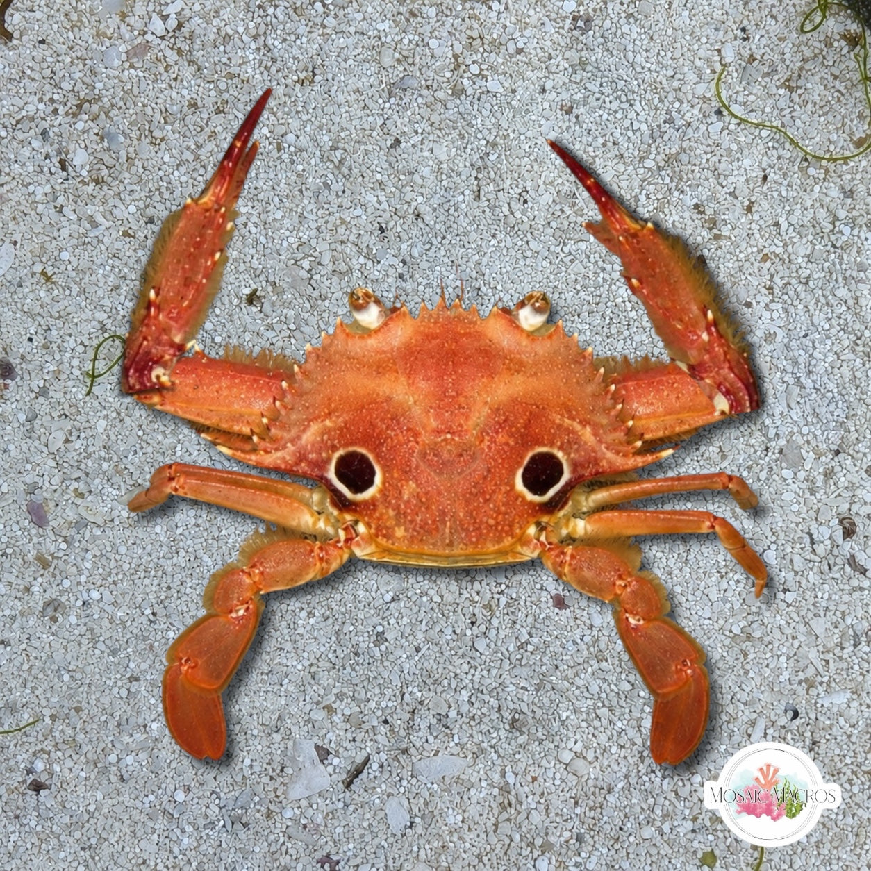 Ocellate Swimming Crab | Achelous sebae