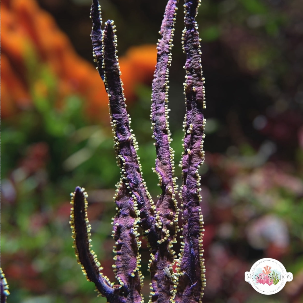Violet Sword Gorgonian | Pterogorgia guadlupensis