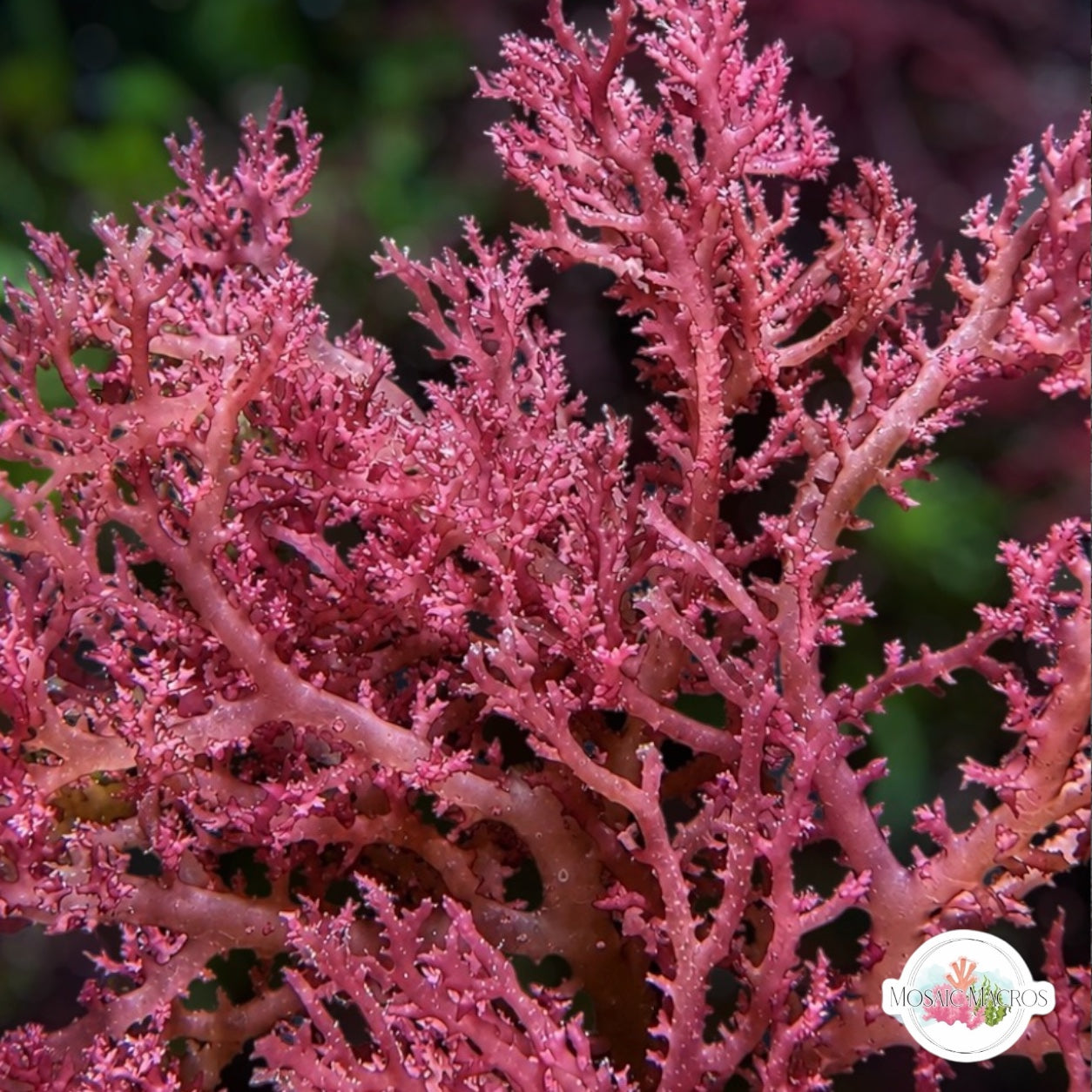Cherry Blossom Macroalgae | Gracilaria sp.