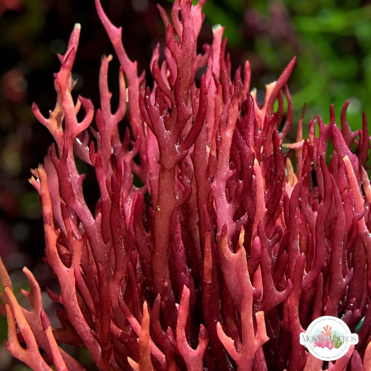 Dragon’s Tongue Macroalgae | Gracilaria sp.