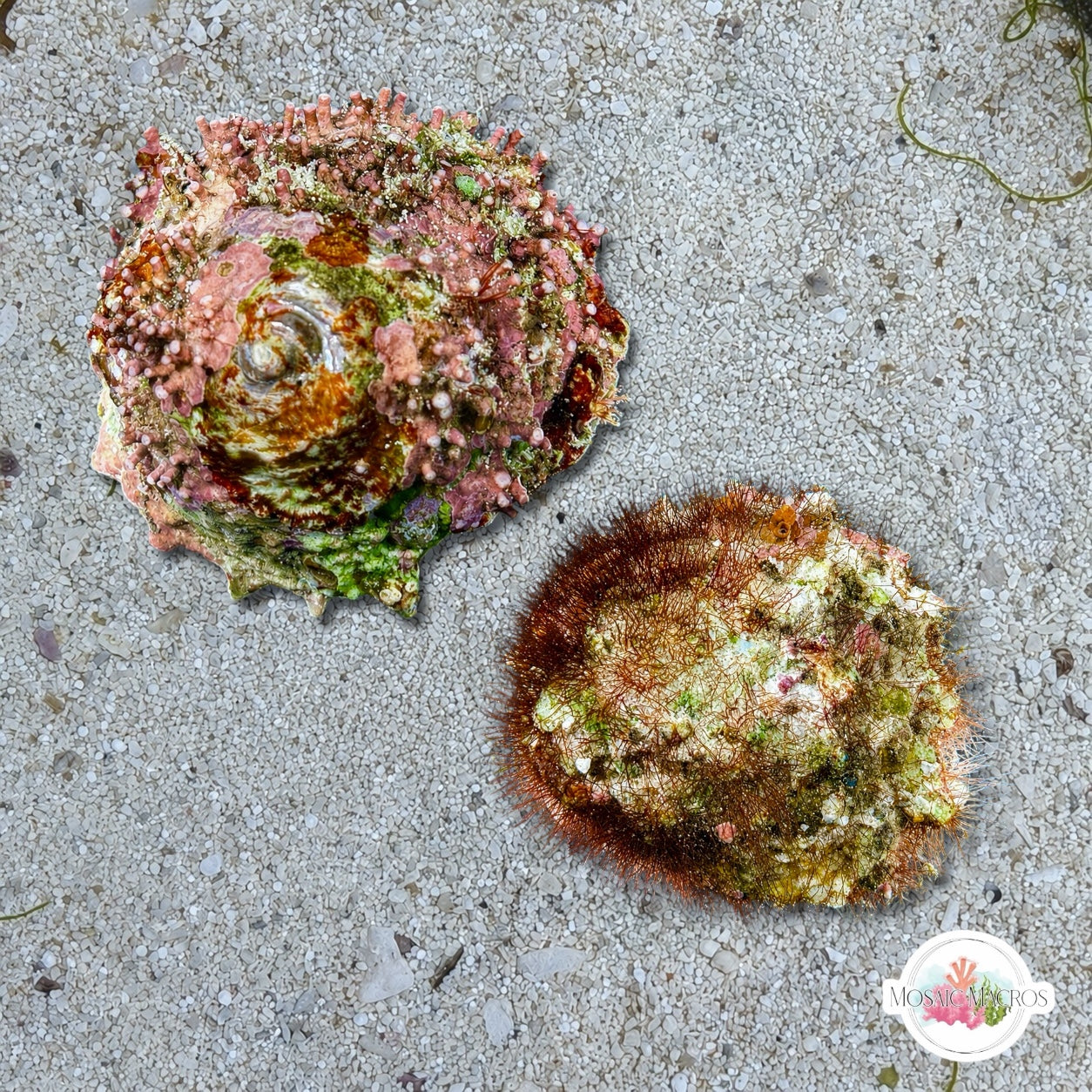 Jumbo Coralline Ninja Star Snail | Lithopoma phoebium