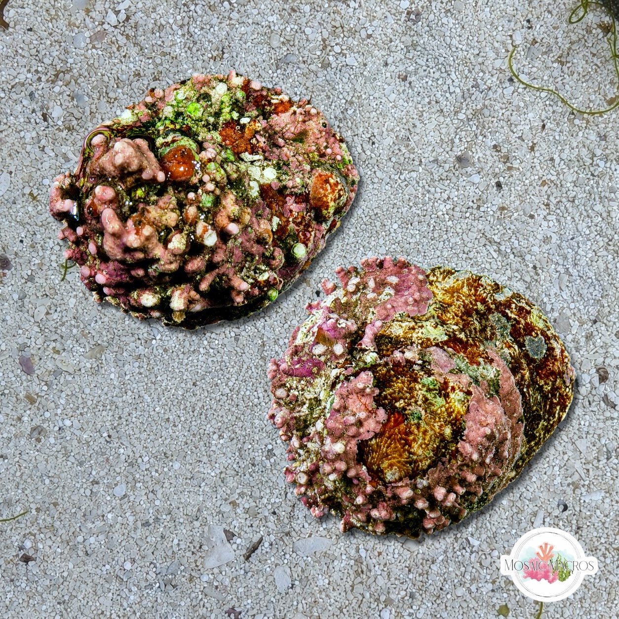 Jumbo Coralline Astrae Snail | Lithopoma americanum