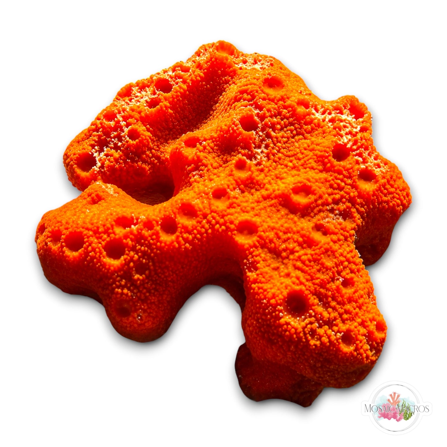 WYSWYG Orange Sponge (Large)