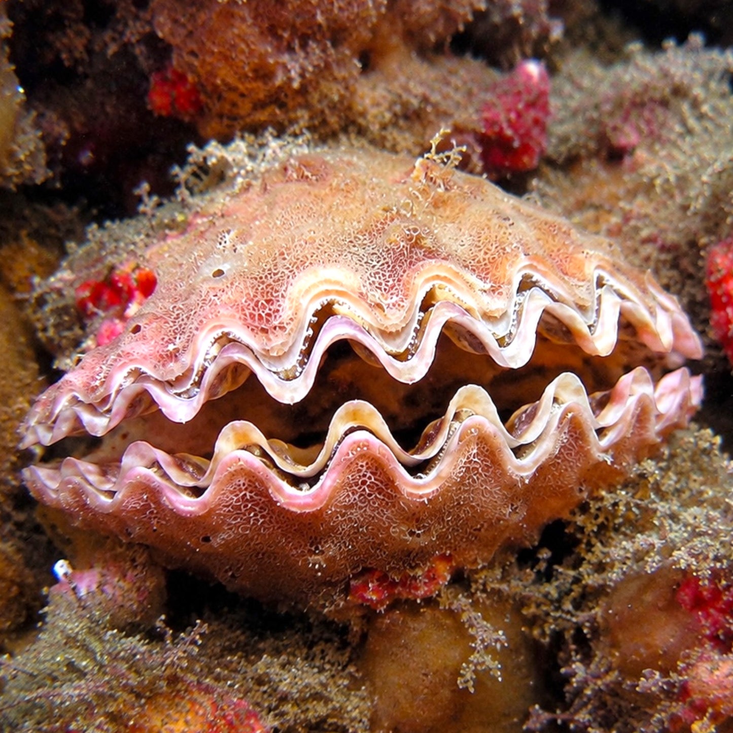 Frond Oyster | Dendostrea frons