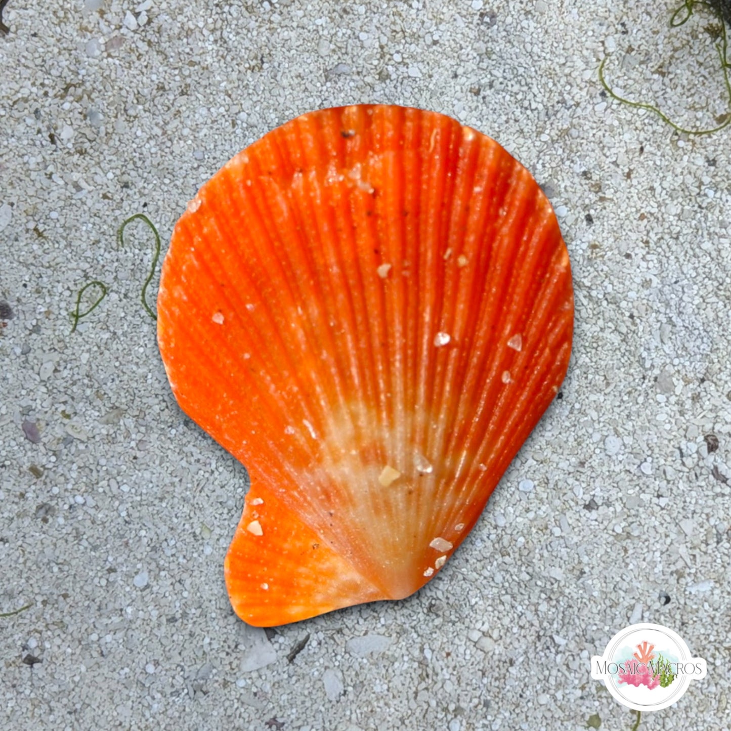 Sentis Scallop | Caribachlamys sentis