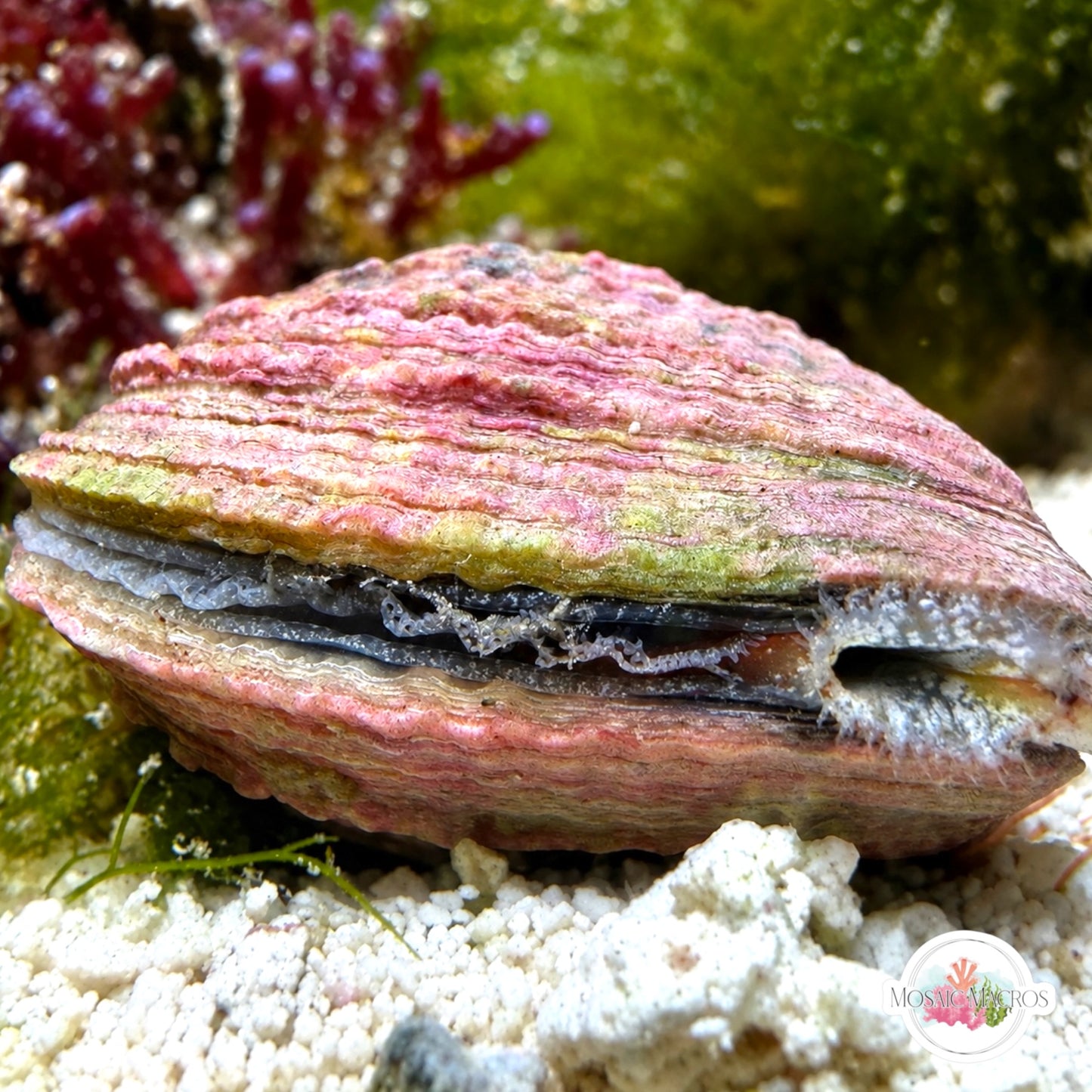 Barred Venus Clam | Chione cancellata