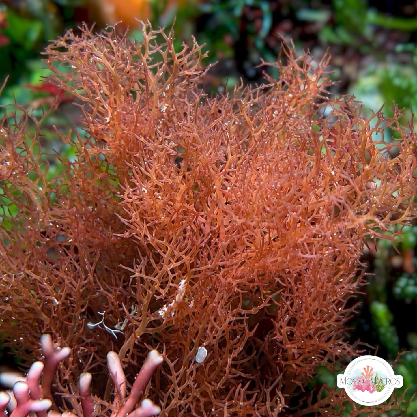 Vining Ember Macroalgae | Gracilaria sp.