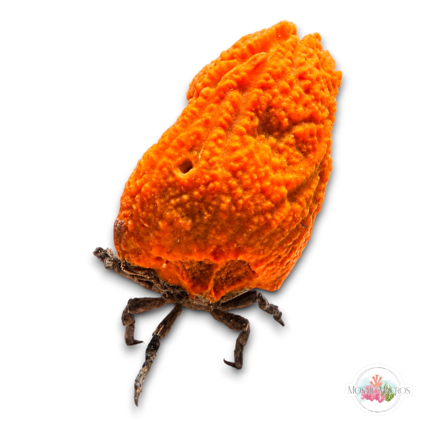 WYSWYG XL Sponge Decorator Crab w/Sponge | Macrocoeloma trispinosum