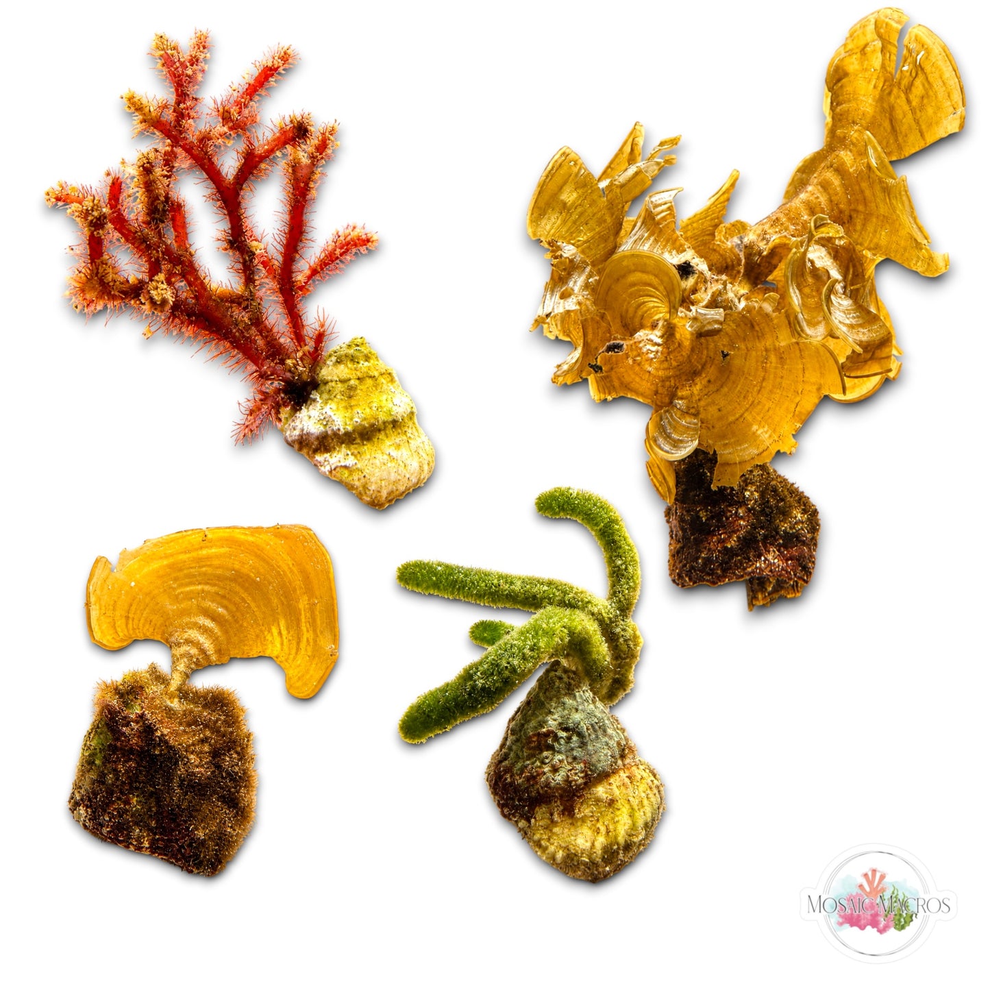 WYSWYG Macroalgae Astrea Snail (4-Pack) | Lithopoma sp.