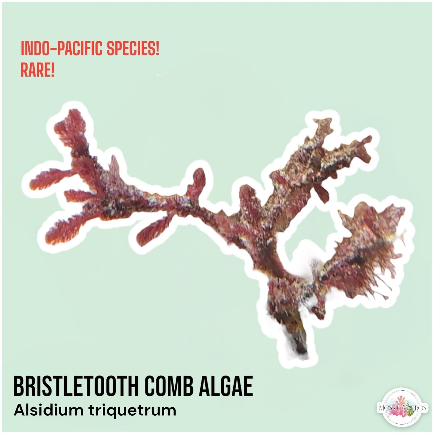 Bristletooth Comb Macroalgae | Alsidium triquetrum