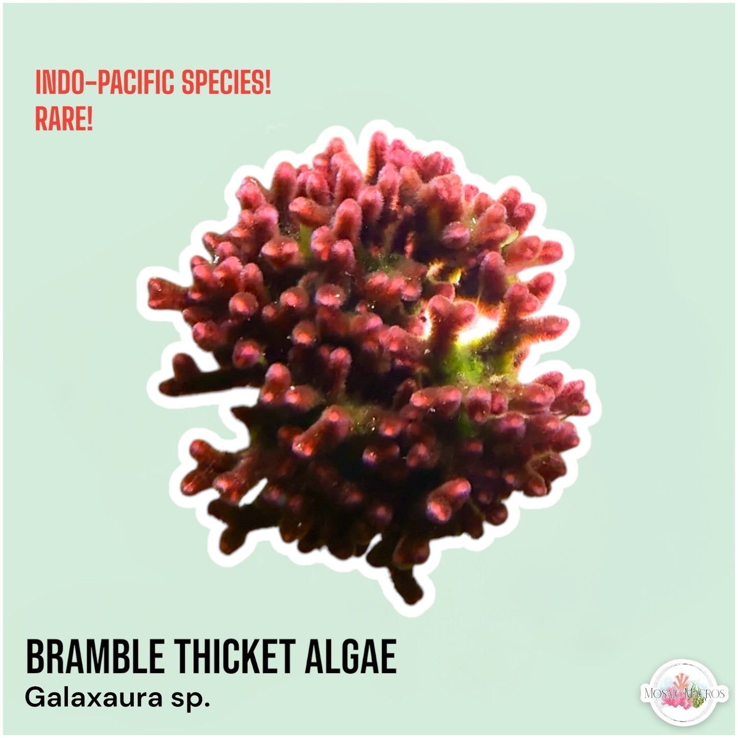 Bramble Thicket Macroalgae | Galaxaura sp.