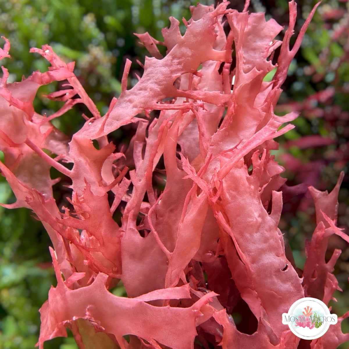 Rose Petal Macroalgae | Halymenia floridana