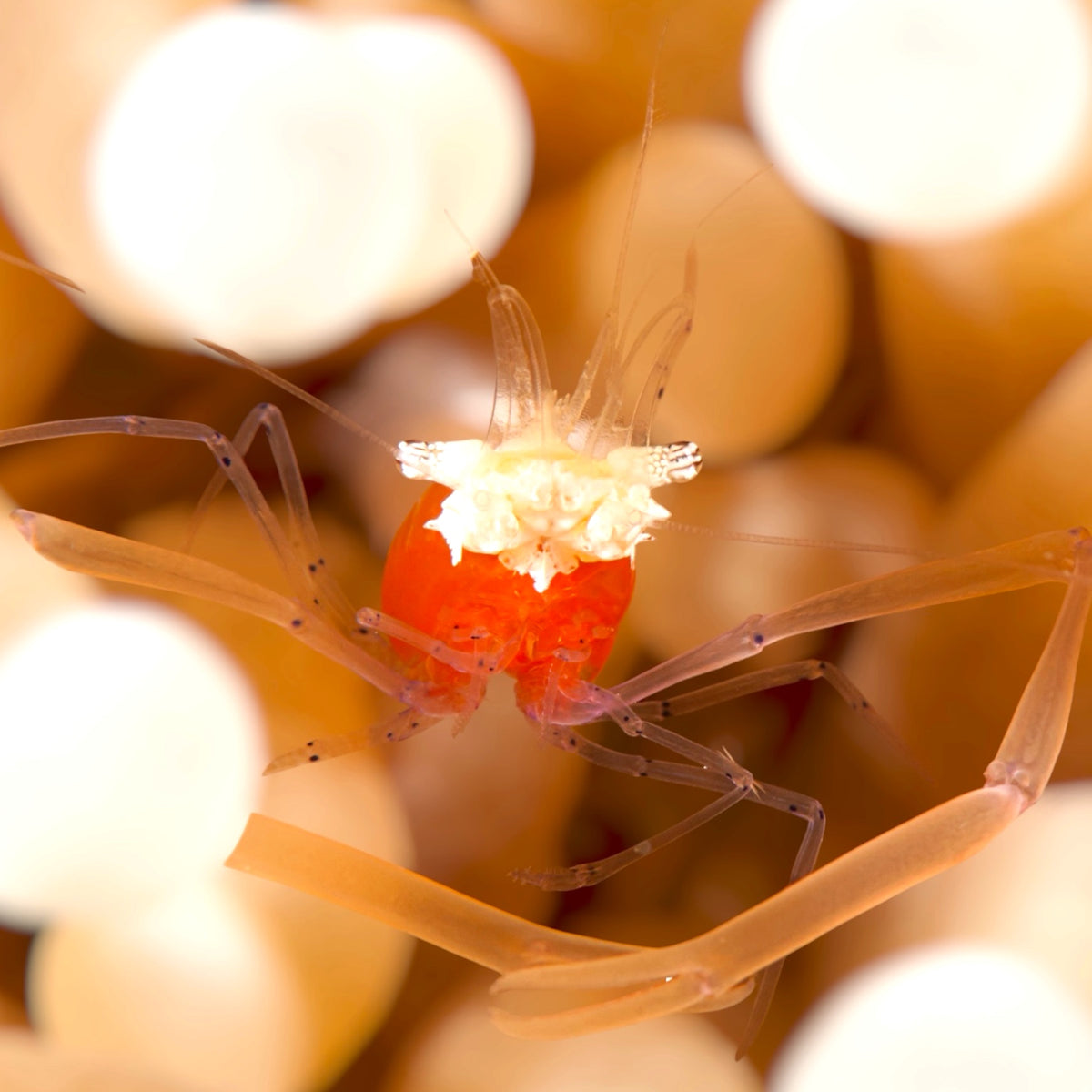Crown Anemone Shrimp | Periclimenes koronensis