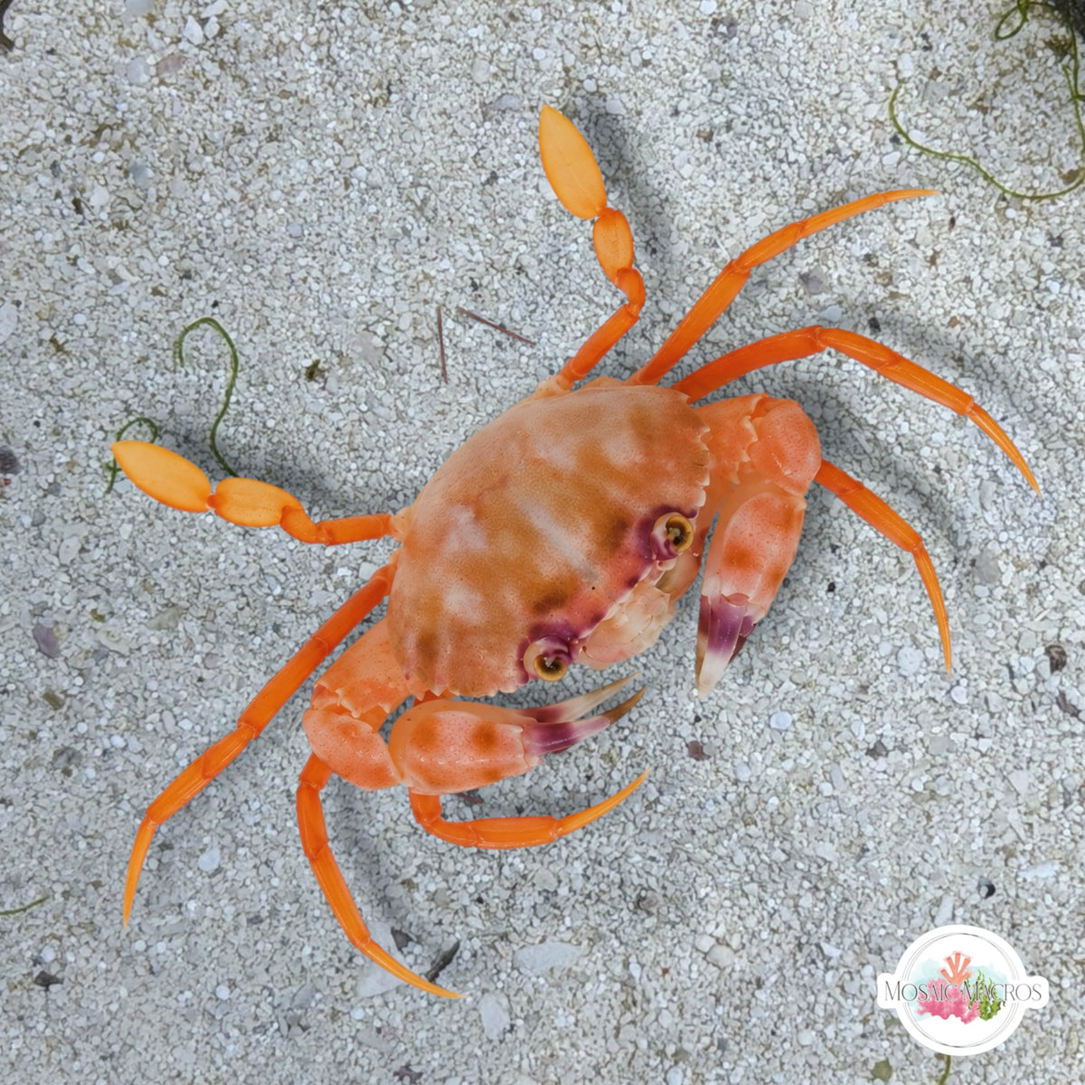Dwarf Violet-Eye Swimming Crab | Carupa tenuipes