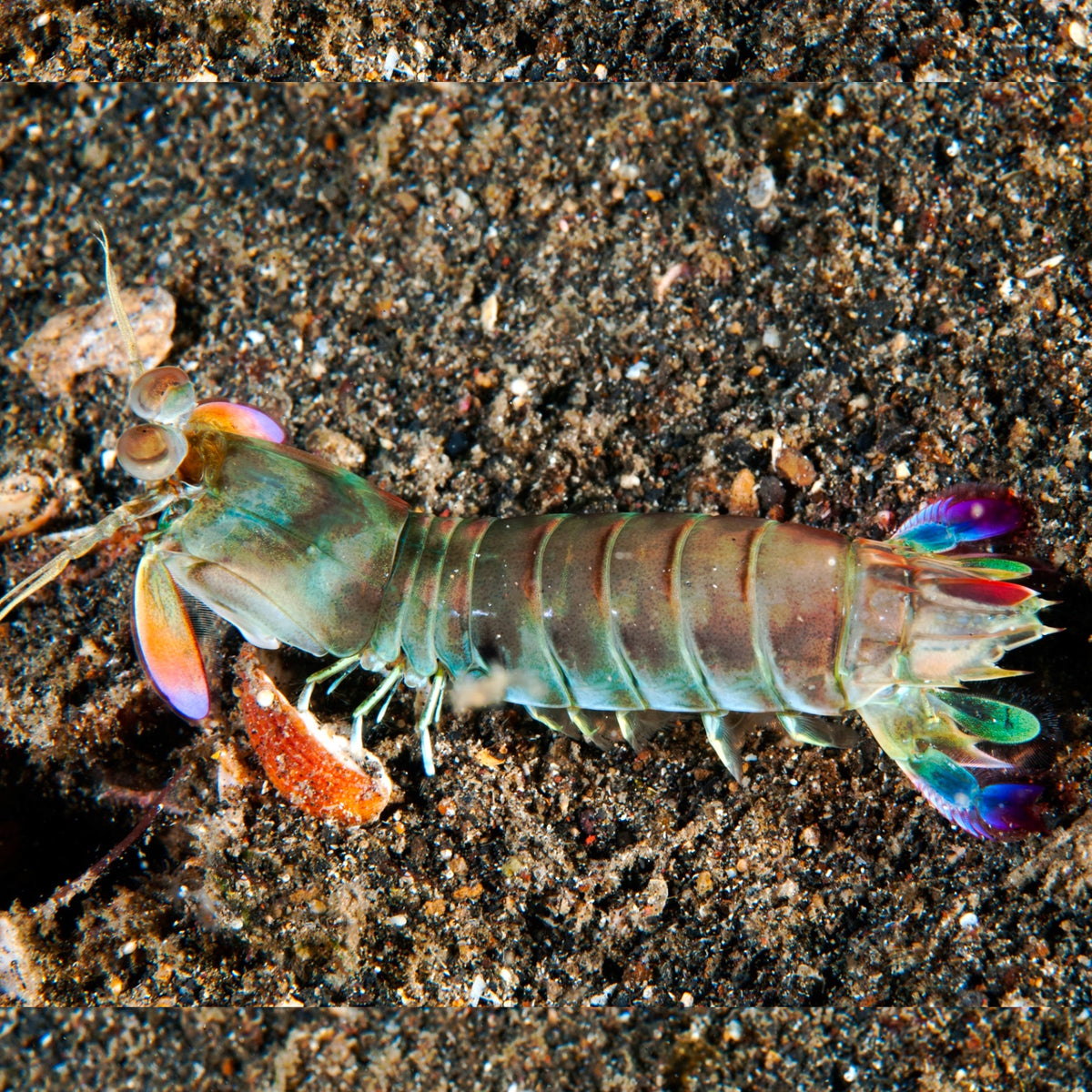 Pink-Eared Mantis Shrimp | Odontodactylus latirostris
