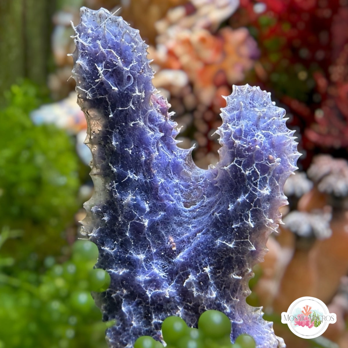 Blue Etherial Sponge | Dysidea etheria